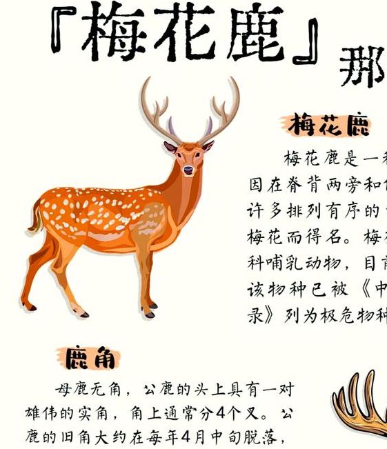 解密梦见麋鹿8个心理暗示与文化象征解析