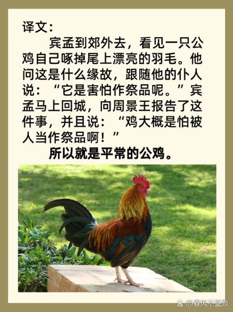 梦见公鸡追逐解读背后心理暗示及生活影响