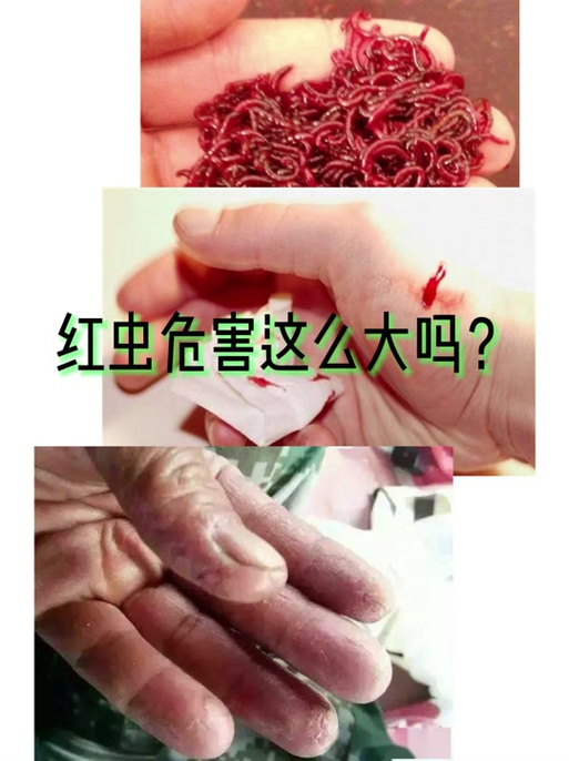 梦见红虫深度解析揭示心理暗示与人生启示