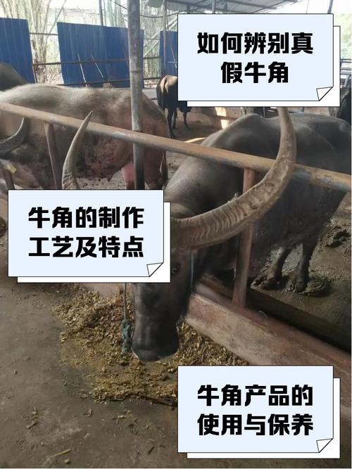 揭秘梦见牛角的6个神秘象征权威专家全解析