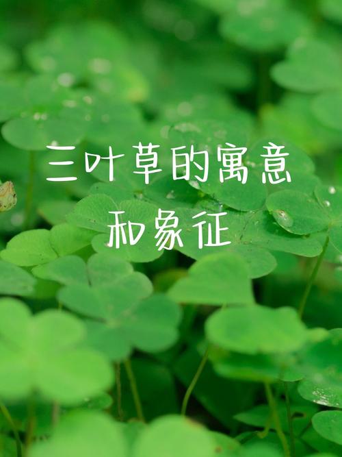 梦见三叶草意味着哪些？揭示心理暗示与好运的神秘联系
