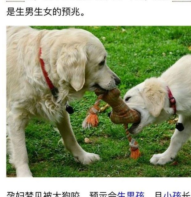 梦见牵大狗散步的深层含义解析,提升生活幸福感 梦见牵大狗散步的深层含义解析,提升生活幸福感