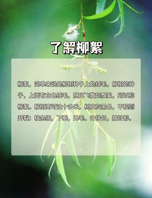 梦见柳枝迎风摇曳象征哪些?揭秘梦境背后的深层含义与心理暗示 梦见柳枝迎风摇曳象征哪些?揭秘梦境背后的深层含义与心理暗示