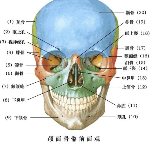 梦见颧骨或下颚断裂解析心理暗示与现实影响深度剖析 梦见颧骨或下颚断裂解析心理暗示与现实影响深度剖析