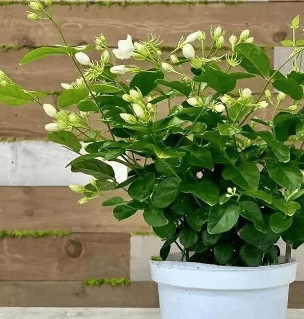 5个梦见茉莉的解读专家解析与心理学视角 5个梦见茉莉的解读专家解析与心理学视角