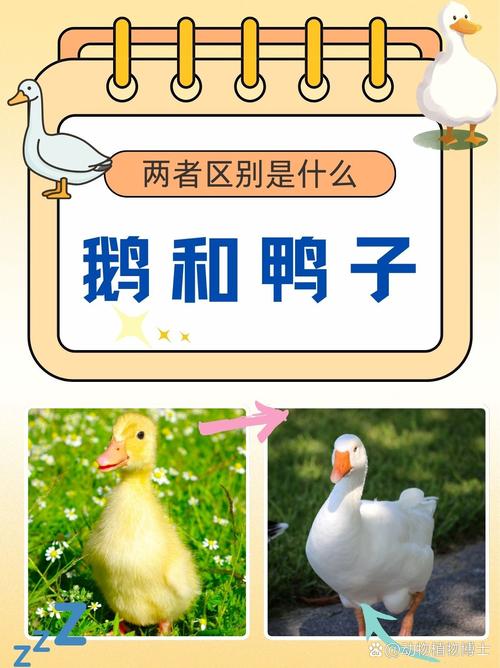 梦见鹅鸭的深层寓意是哪些?揭示心理象征与长尾关键词解析 梦见鹅鸭的深层寓意是哪些?揭示心理象征与长尾关键词解析