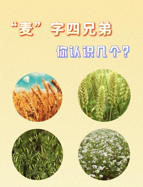 梦见麦子象征意义深析梦境解析与现实心理对比 梦见麦子象征意义深析梦境解析与现实心理对比