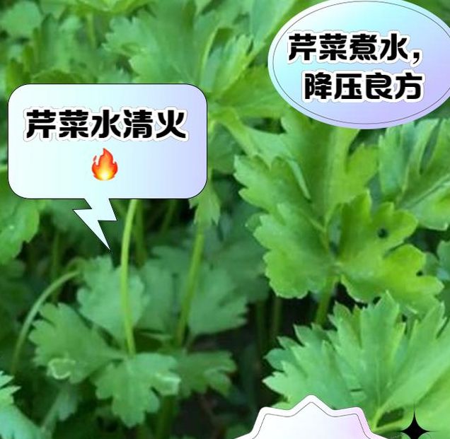 梦见水芹菜象征意义解析心理暗示 vs 现实启示