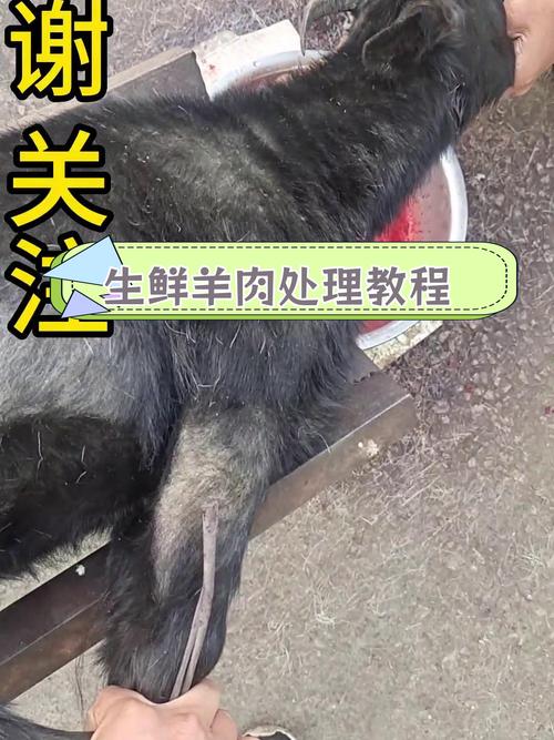 梦见别人杀羊意味着哪些？解密内心隐秘情感的高效解决方案
