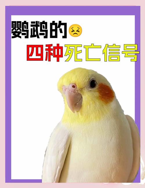 梦见鹦鹉死了 vs 梦见鹦鹉重生解析心理暗示与生活启示 梦见鹦鹉死了 vs 梦见鹦鹉重生解析心理暗示与生活启示