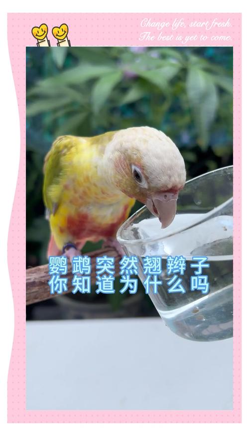 梦见鹦鹉死了 vs 梦见鹦鹉重生解析心理暗示与生活启示 梦见鹦鹉死了 vs 梦见鹦鹉重生解析心理暗示与生活启示