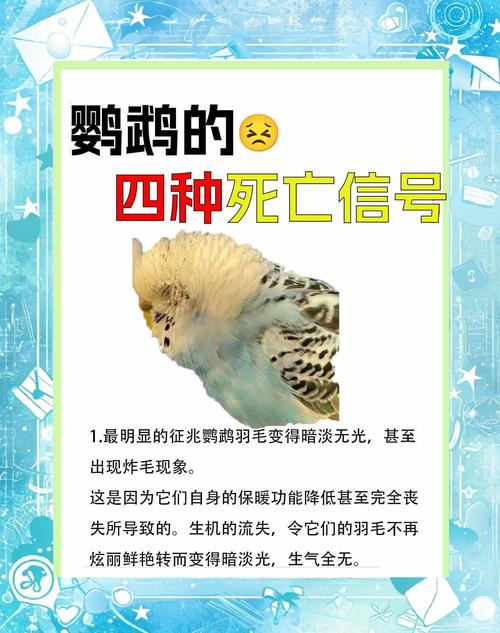 梦见鹦鹉死了 vs 梦见鹦鹉重生解析心理暗示与生活启示 梦见鹦鹉死了 vs 梦见鹦鹉重生解析心理暗示与生活启示