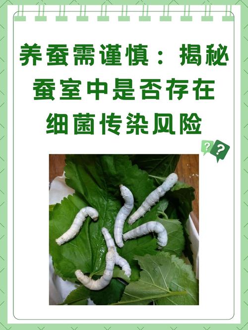 解读梦见蚕室的深层含义揭示3个不为人知的象征意义