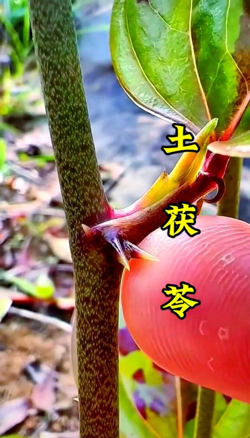 梦见攀援植物的5大象征意义及心理分析