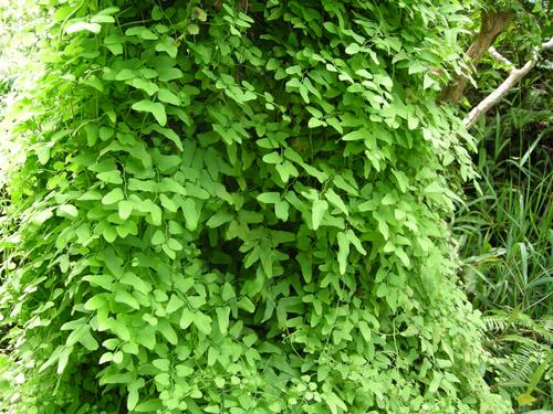 梦见攀援植物的5大象征意义及心理分析
