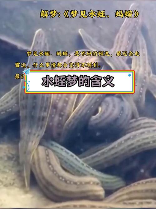 揭秘梦见水蛭的10个深层含义专家解读与心理剖析