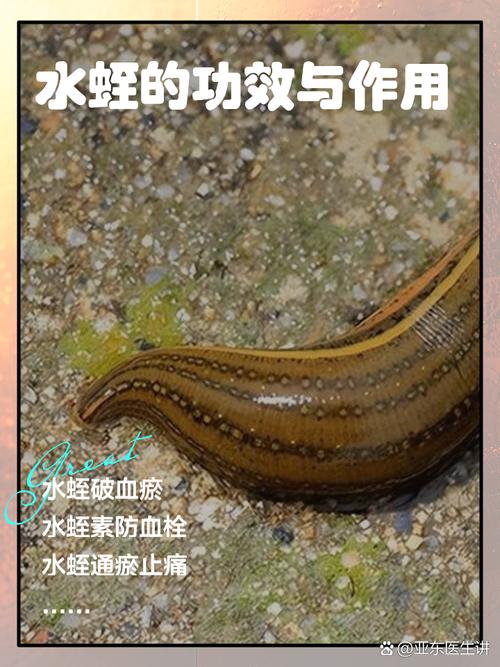 揭秘梦见水蛭的10个深层含义专家解读与心理剖析