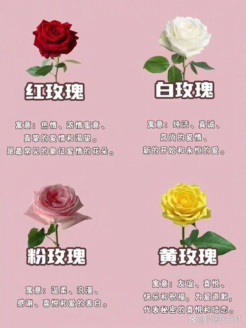 梦见玫瑰花预示哪些?解读深层次寓意的秘密技巧 梦见玫瑰花预示哪些?解读深层次寓意的秘密技巧
