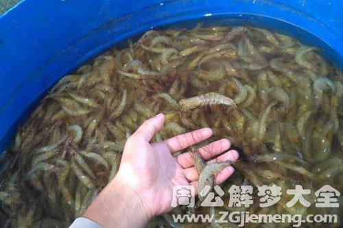 梦见捉虾意味着哪些？揭秘梦境背后的心理暗示与解读