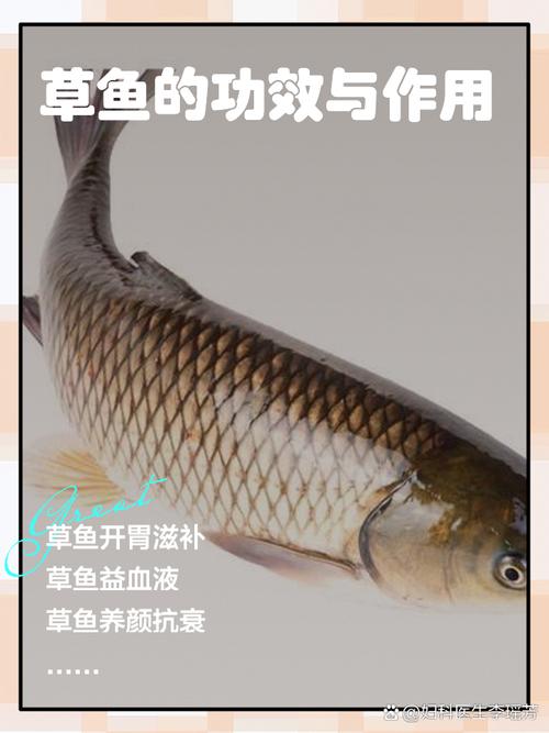 梦见草鱼寓意深远你了解其中的财富象征吗? 梦见草鱼寓意深远你了解其中的财富象征吗?