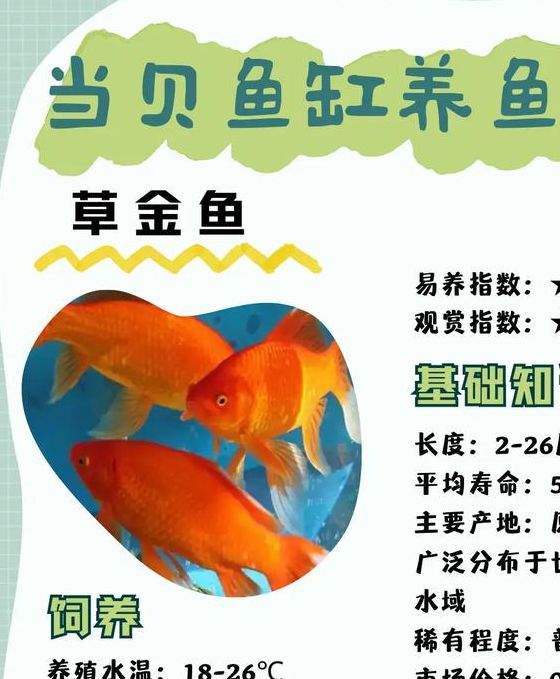 梦见草鱼寓意深远你了解其中的财富象征吗? 梦见草鱼寓意深远你了解其中的财富象征吗?