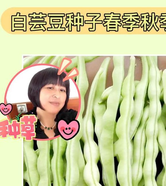梦见芸豆暗示了哪些？解读梦境背后的深层意义与启示