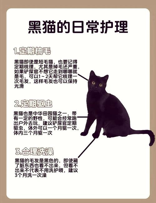 梦见黑猫暗示哪些？揭开背后隐藏的心理秘密！
