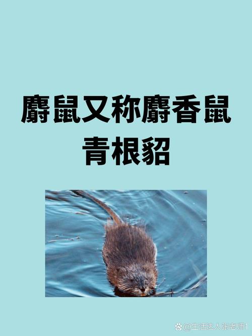 梦见麝香鼠的5个正面寓意及其象征含义解析