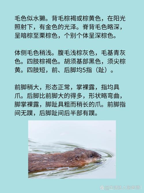 梦见麝香鼠的5个正面寓意及其象征含义解析