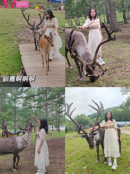 梦见驯鹿的象征意义: 解读吉凶预兆与生活暗示