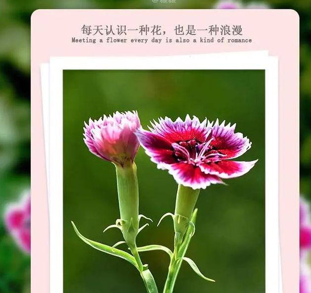 梦见石竹花有哪些寓意？解析梦境背后的深层含义与象征！