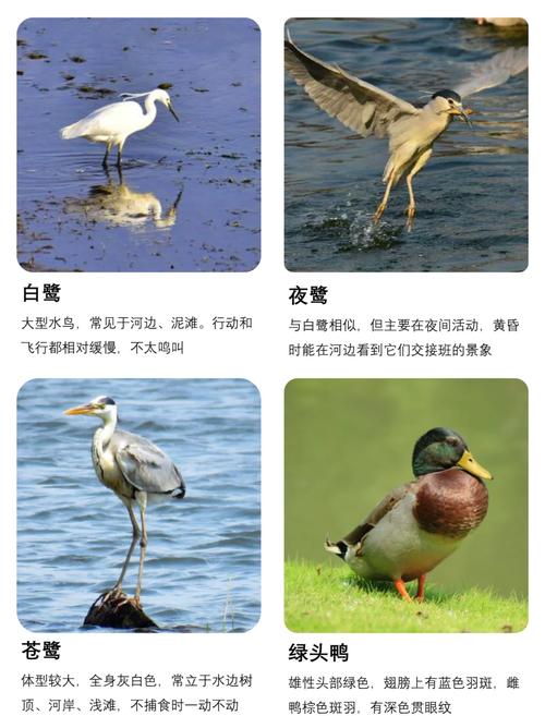 梦见水鸟的深刻寓意解析心理暗示与内心宁静