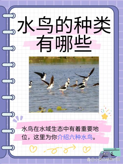 梦见水鸟的深刻寓意解析心理暗示与内心宁静