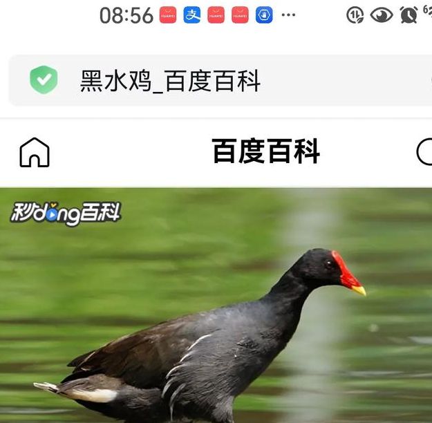 梦见水鸟的深刻寓意解析心理暗示与内心宁静