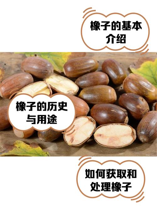 梦见橡子解析潜藏寓意与心理暗示，用户探索梦境背后的深层情感！