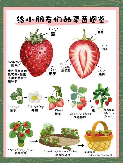 梦见草莓象征分析心理暗示vs生活预兆，解读梦境背后含义