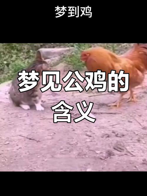 梦见鸡叫象征意义解析预示未来的高效解决方案 梦见鸡叫象征意义解析预示未来的高效解决方案