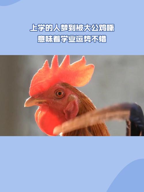 梦见鸡叫象征意义解析预示未来的高效解决方案 梦见鸡叫象征意义解析预示未来的高效解决方案