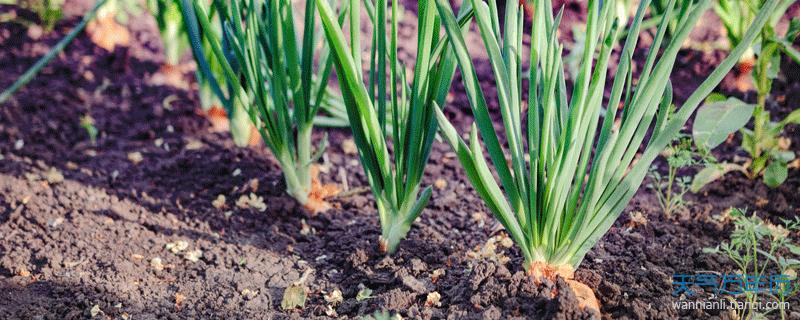 梦见种大葱意味着哪些深度解析与心理暗示的独特解读 梦见种大葱意味着哪些深度解析与心理暗示的独特解读