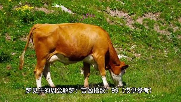 揭秘梦见黄牛的7个权威解析你的梦境背后隐藏秘密