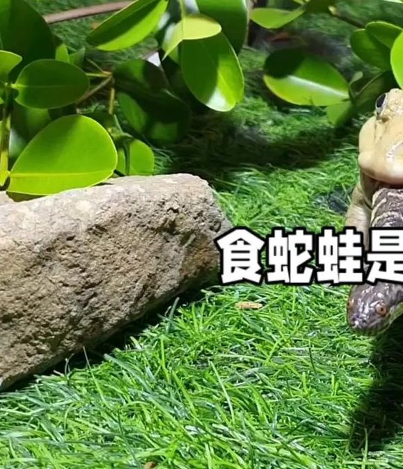 梦见蛇吃青蛙代表哪些？揭秘深层寓意及高效解决方案