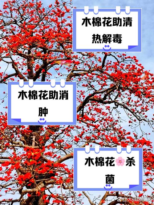 解密梦见棉花的心理暗示，获得内心宁静与平衡