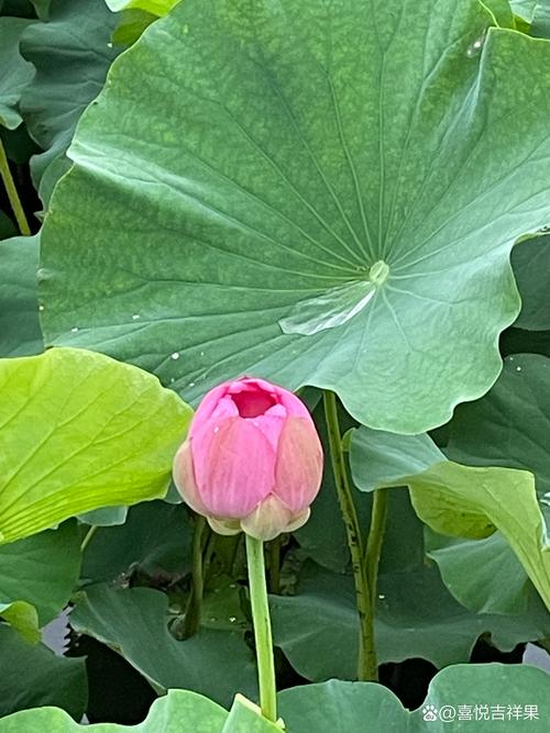 解密梦见棉花的心理暗示，获得内心宁静与平衡