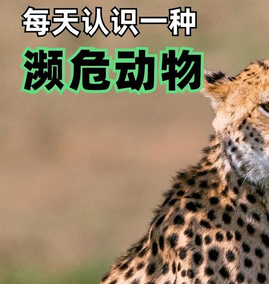 梦见猎豹象征解析: 运势提升还是风险预兆？