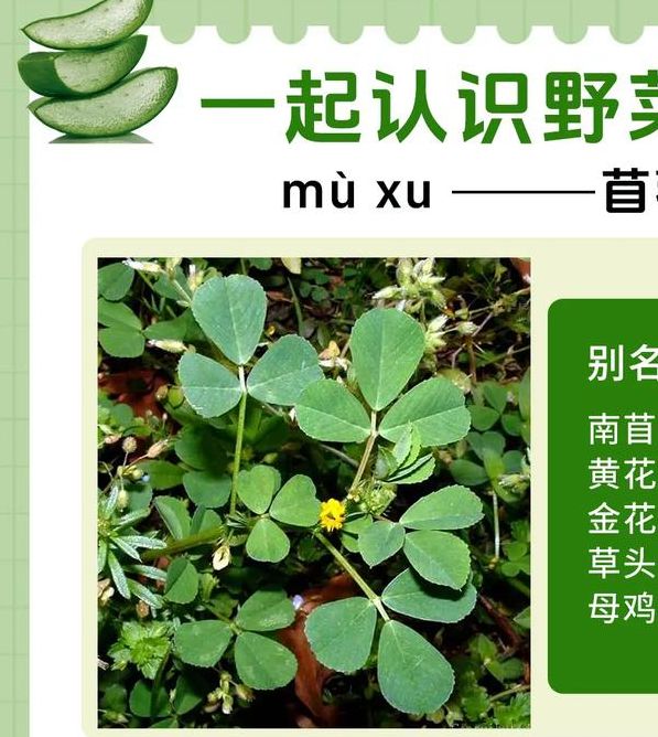 梦见苜蓿象征哪些含义?探索草叶背后的深层寓意! 梦见苜蓿象征哪些含义?探索草叶背后的深层寓意!