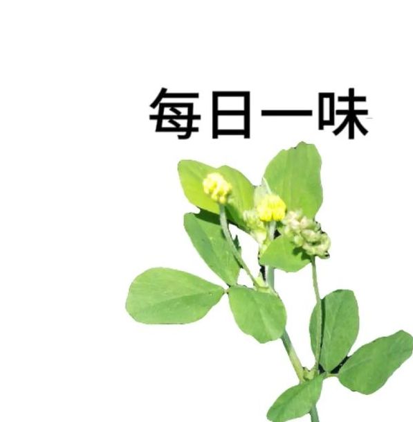 梦见苜蓿象征哪些含义?探索草叶背后的深层寓意! 梦见苜蓿象征哪些含义?探索草叶背后的深层寓意!