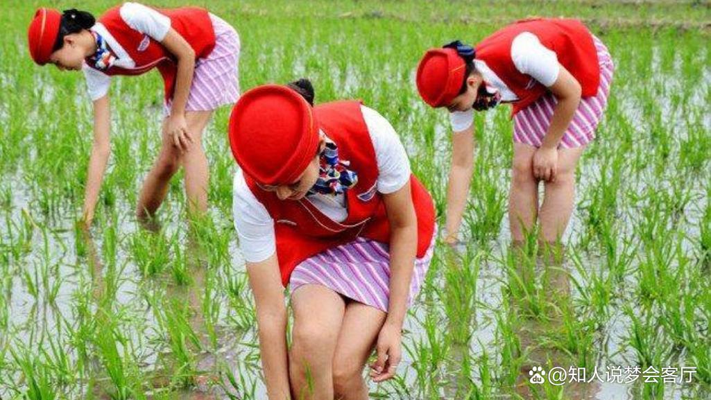 梦见插秧解读梦境背后的5个心理专业观点 梦见插秧解读梦境背后的5个心理专业观点