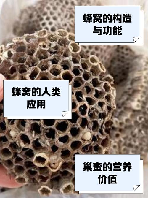 梦见蜂窝预示着哪些？解密梦境与现实心理的深层联系