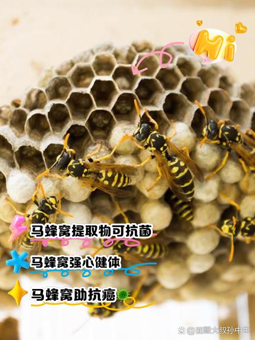 梦见蜂窝预示着哪些？解密梦境与现实心理的深层联系