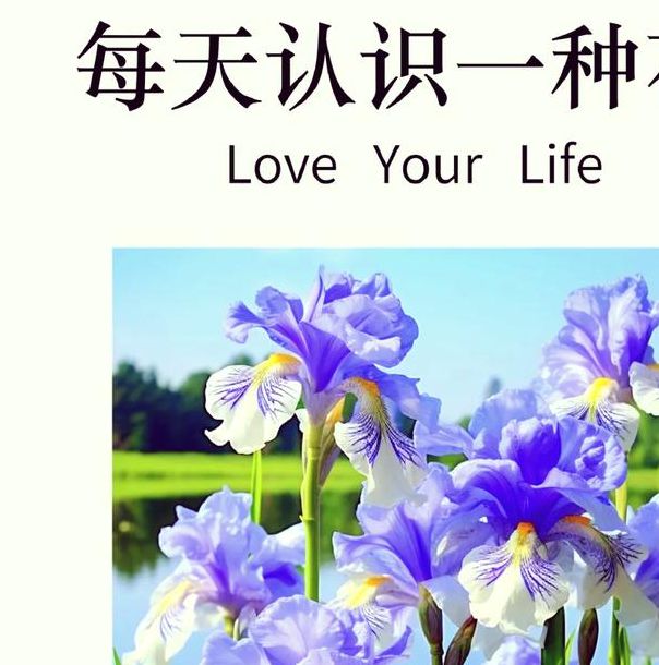 梦见鸢尾花的深层寓意,解开你的潜意识秘密 梦见鸢尾花的深层寓意,解开你的潜意识秘密